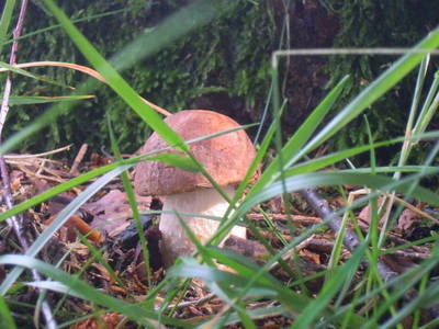 Bild 19 aus  Biohof Bilger