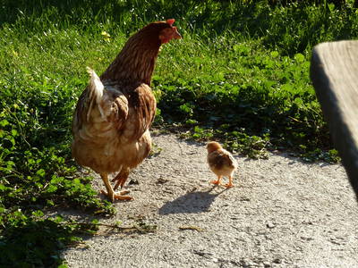 Bild 10 aus  Pliegermoar  - Adults Only