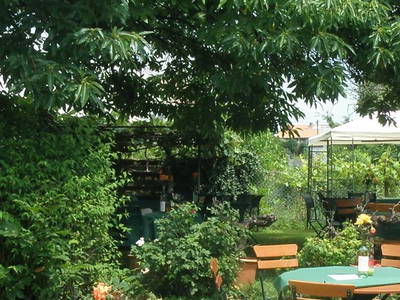 Bild 4 aus  Weinbau Wendelin Hornstein