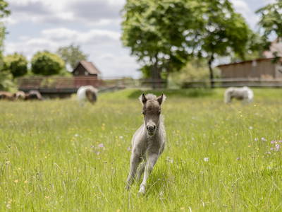 Bild 17 aus  Ferienbauernhof Ohr