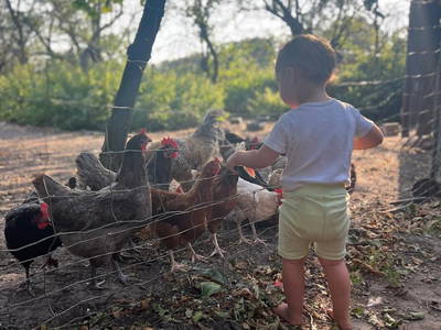 Bild 6 aus  Ferienbauernhof