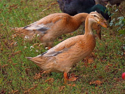 Bild 20 aus  Ferienhof Birnbaum