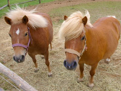Bild 8 aus  Bauer Korl's Golchener Hof
