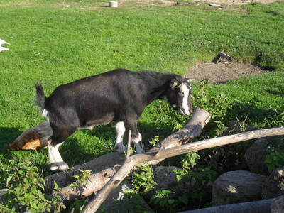 Bild 18 aus  Ferienhof Denker