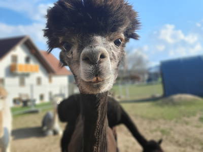 Bild 22 aus  Simmernhof - Familienurlaub auf dem Bauernhof