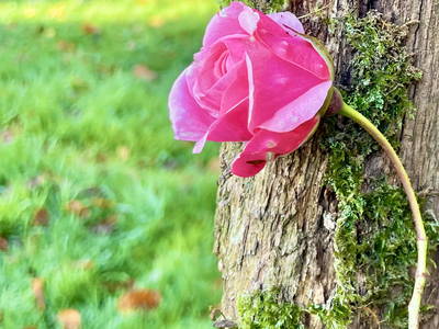 Bild 20 aus  Ferienhof Rauchhaus