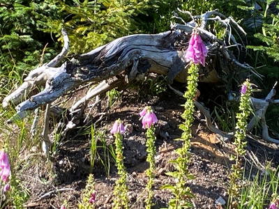 Fingerhüte | Naturschutzgebiet am Ferienhaus