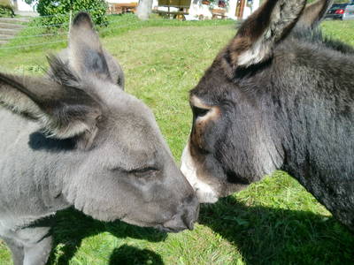 Bild 11 aus  Sunmattehof