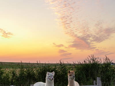 Bild 7 aus  Ferienhof Nordseeblick ****