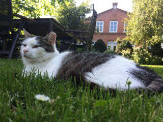 Bild 35 aus  Ferienhof Nielson