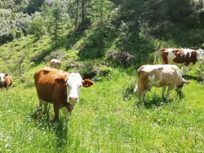 Bild 7 aus  Oberhöherhof