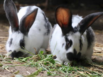 Schnuffel und Flocke