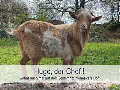 Bild 31 aus  Meine Schule Sehlingen