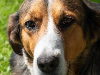 Bild 10 aus  Schlegelhansenhof