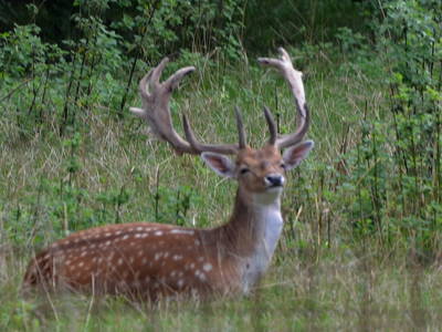 Bild 16 aus  Rouvenhof