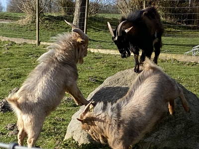 Bild 48 aus  Ferienhof Messer  Bauernhofurlaub  Ostseenähe  Ponys