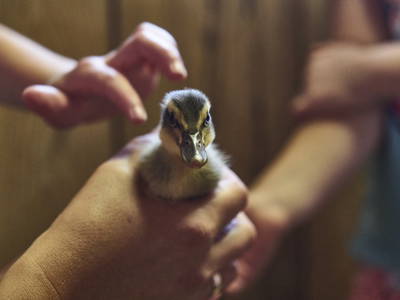 Bild 17 aus  Urlaub am Schoffahanslof im Bayerischen Wald: Natur, Abenteuer & Erholung für die ganze Familie“