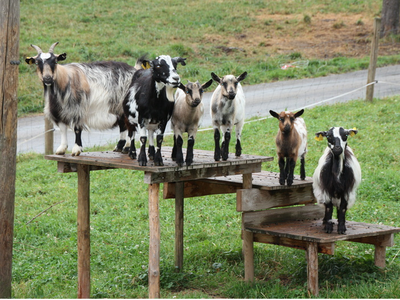 Bild 12 aus  Kirnermartes Hof