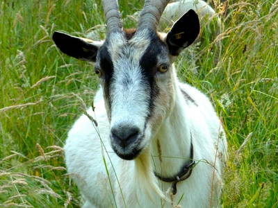 Bild 10 aus  Alte Schule Mechelsdorf - Idylle zw. Rerik und Kühlungsborn - 2,5 km zur Ostsee
