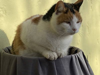 Bild 17 aus  Neulandhof-Spöring