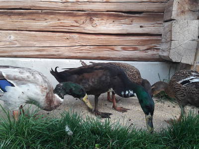 Sissi & Franzl mit ihren Kindern