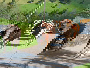 Bild 5 aus  Rotenhof - ein Hof mit Weitblick