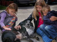 Bild 11 aus  Gasthof zum Grünen Baum