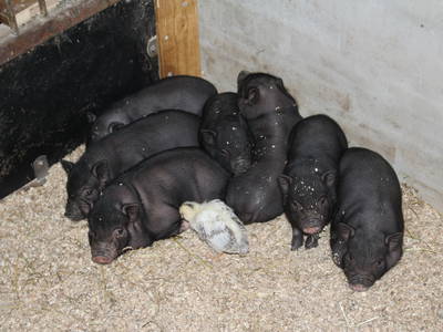 Bild 8 aus  Nygaardferie