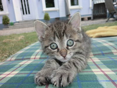 Bild 11 aus  Ferienhof Rauert