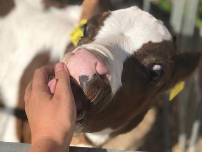 Bild 9 aus  kleinHOTEL Steinau-Rabenstein