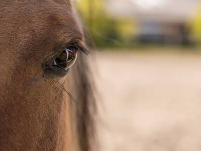 Bild 52 aus  Gestüt Hof am See