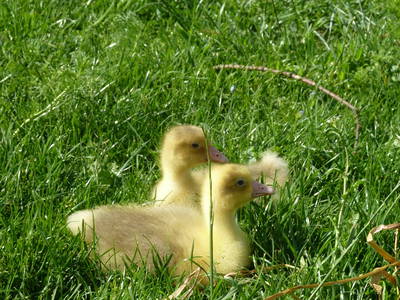 Bild 7 aus  Der Liethshof