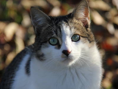 Bild 76 aus  Casa Bivignano