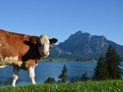 Bild 13 aus  "Salenberghof"