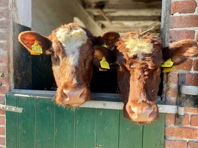 Aussterbende Rasse: Deutsch Shorthorn auf dem Ferienhof Kluvetasch zu finden