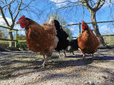 Bild 19 aus  Ferienhof  Nina Weilandt