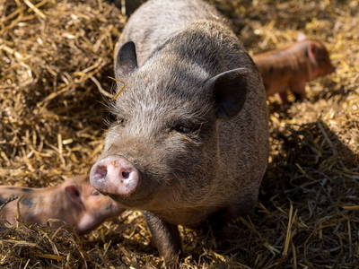 Bild 41 aus  Hinrich's Ostsee Bauernhof