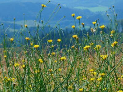Bild 11 aus  Hubertushof, der Bilderbuchbauernhof