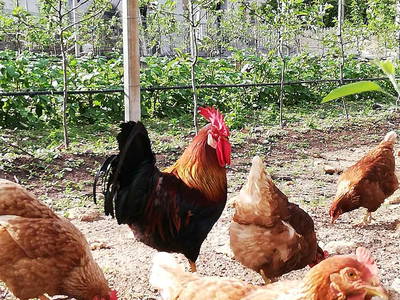 Bild 8 aus  Ansitz Grustdorf