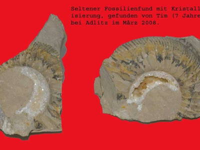Seltener Fossilienfund am Adlitzer Berg