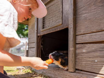 Meerschweinchen Füttern - Ferienhof Sinz - Bild: Julie Baaske www.whiite.space
