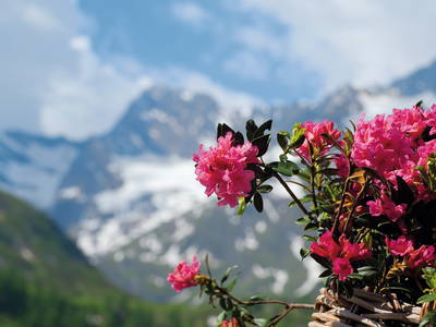 Bild 14 aus  Grannerhof - Urlaub auf dem Bauernhof