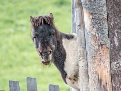 Bild 25 aus  Pirchnerhof