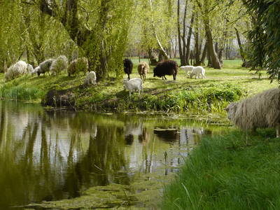 Bild 8 aus  Erlenhof im Oderbruch - Rund ums Schaf