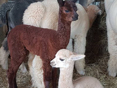Bild 30 aus  Simmernhof - Familienurlaub auf dem Bauernhof
