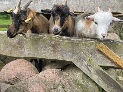 Bild 8 aus  Ferienhof Karin Schwarz