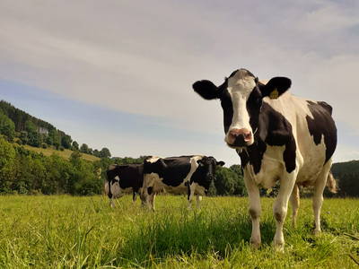 Bild 55 aus  Familienbauernhof Faß