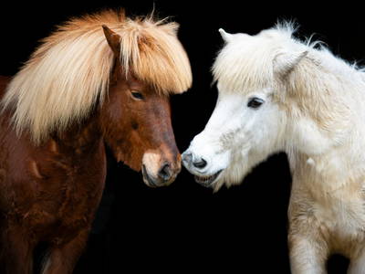 Bild 11 aus  Mitteltalhof "Lebensraum mit Vision"