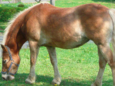 Bild 4 aus  Rhöner Haflingerhof