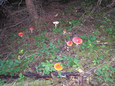 Bild 15 aus  Ferien am Talhof